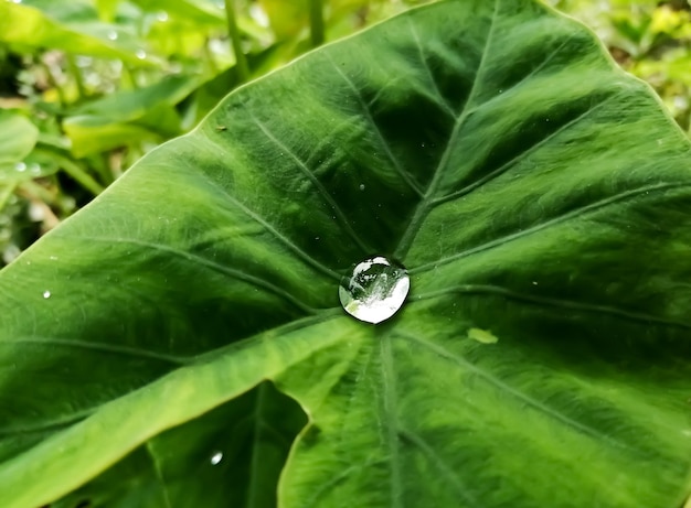 goccia di rugiada su foglia di Taro con sfondo verde naturale