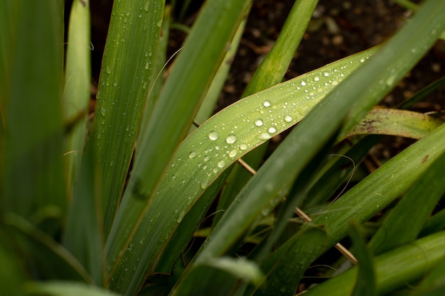 Goccia sulla fine di macro dell'erba