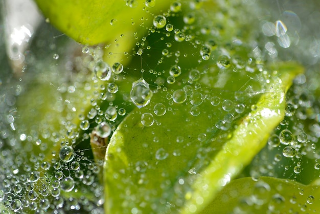 Gocciolina d'acqua densa sulla ragnatela con sfocatura dello sfondo verde foglia