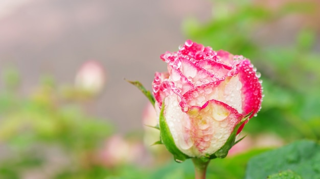 Gocciolina su un fiore di rose rosa in giardino.