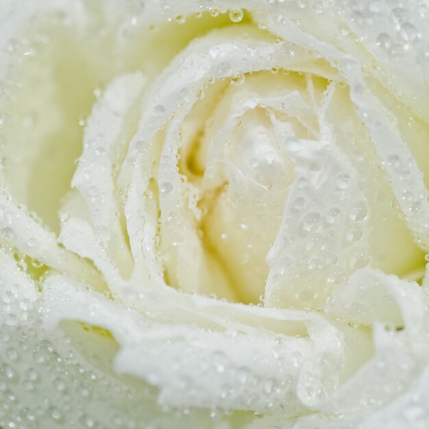 gocciolina sul fiore rosa bianco