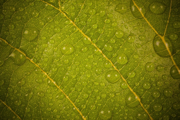 Goccioline d'acqua su una foglia gialla.