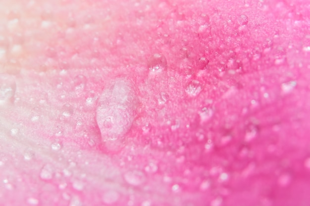 Goccioline di acqua macro di sfondo sui petali di rose rosa