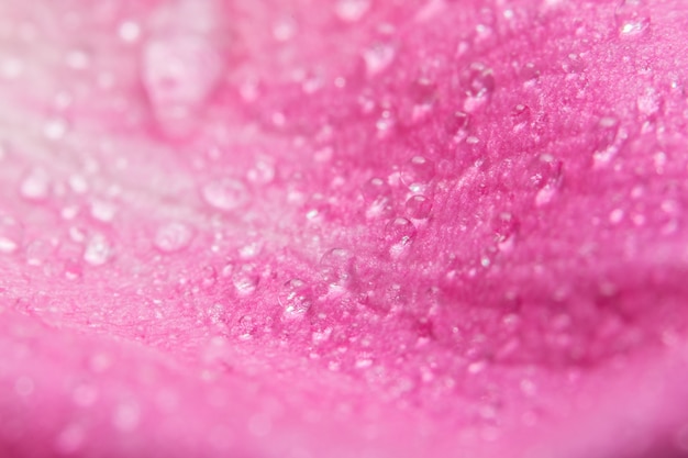 Goccioline di acqua macro di sfondo sui petali di rose rosa