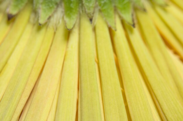 Goccioline di acqua macro di sfondo sui petali