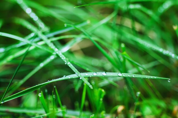 Goccioline di rugiada sull'erba verde profondità di campo eco naturale sfondo