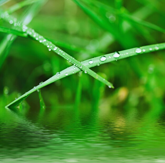 Goccioline di rugiada sull'erba verde profondità di campo eco naturale sfondo