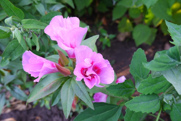 Godezia Clarkia pulchella. Fiori freschi squisiti del giardino estivo rosa e rosso.