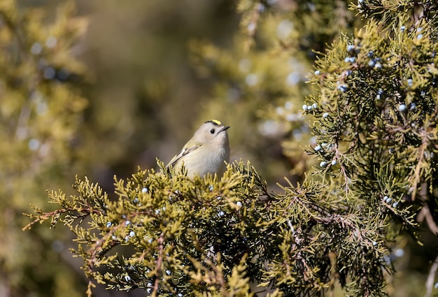 Goldcrest bird in natura