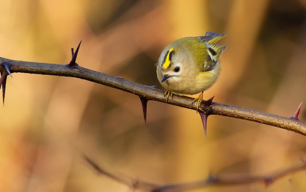 Goldcrest regulus regulus goldencrested kinglet L'uccello più piccolo d'Europa siede su un ramo