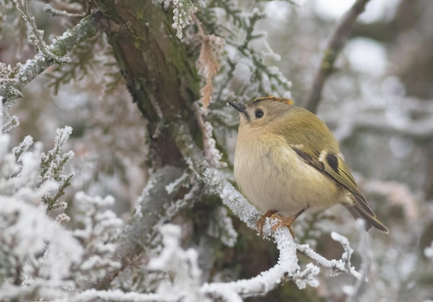 Goldcrest Regulus regulus In una gelida mattina d'inverno un uccello cerca la preda