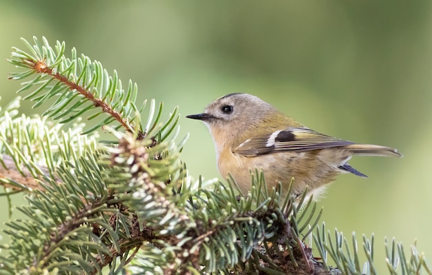 Goldcrest Regulus regulus Primo piano di un piccolo uccello seduto su aghi di abete rosso