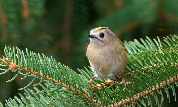 Goldcrest Regulus regulus Primo piano di un piccolo uccello