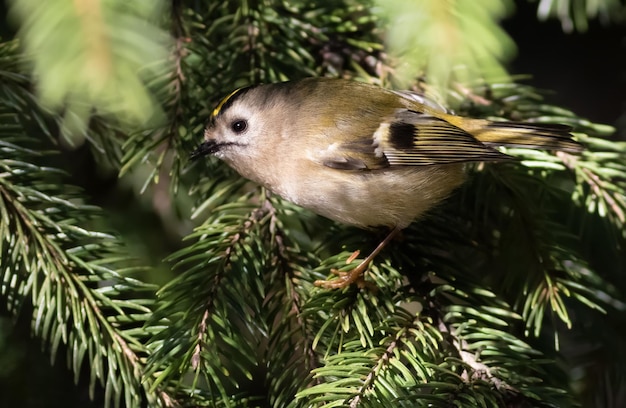 Goldcrest Regulus regulus Un uccello cerca la preda sui rami di un abete