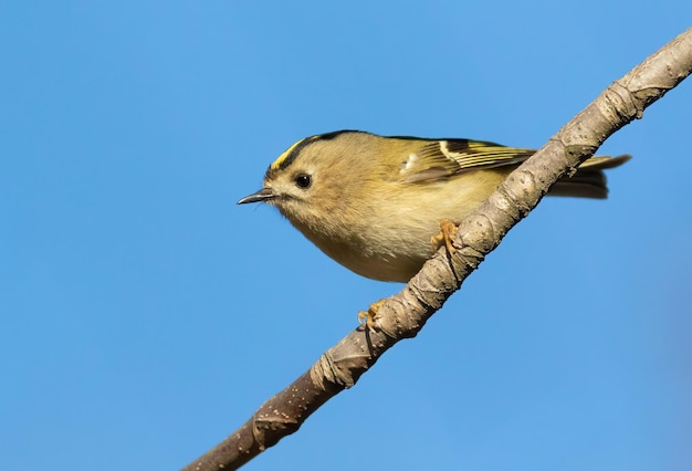 Goldcrest Regulus regulus Un uccello si siede su un ramo contro il cielo