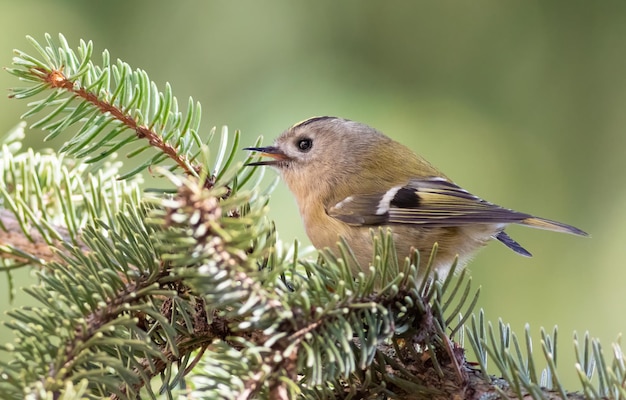 Goldcrest Regulus regulus Un uccello si siede su un ramo di abete rosso e canta