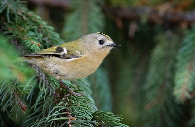 Goldcrest Regulus regulus Un uccello si siede su un ramo di abete rosso