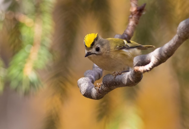 Goldcrest Regulus regulus Un uccello siede su un ramo con la sua cresta allargata