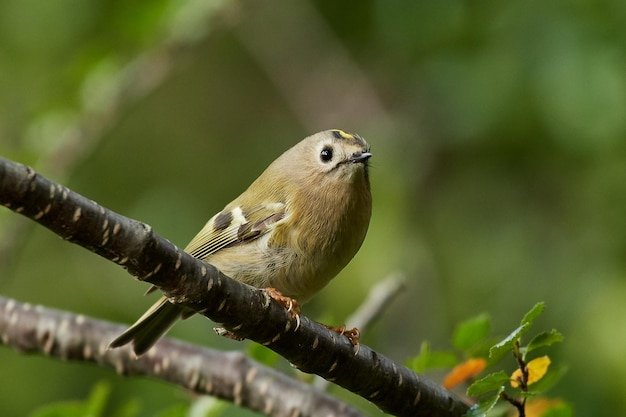 Goldcrest Regulus regulus