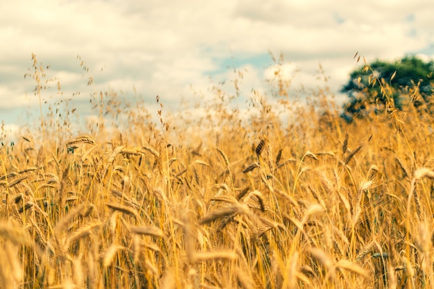 Golden campo di grano texture di sfondo il concetto di raccolto