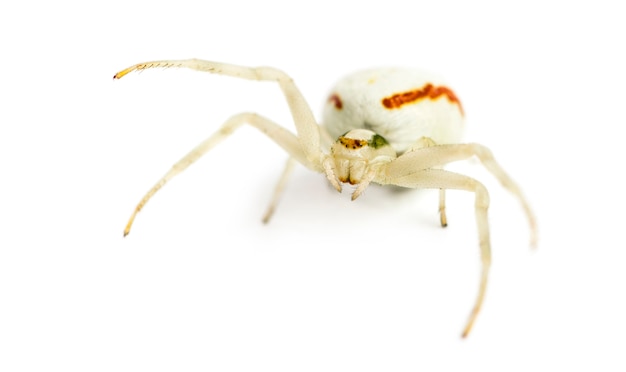 Golden Crab Spider, Misumena vatia davanti a una superficie bianca