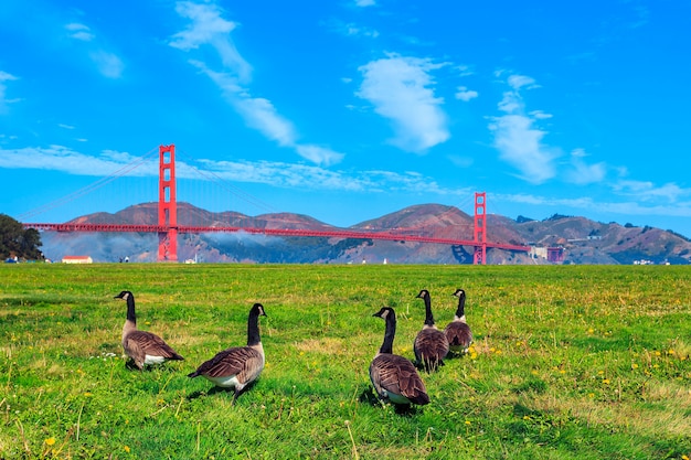 Golden Gate Bridge con oche sull'erba