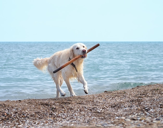 Golden labrador retriever cane sulla spiaggia