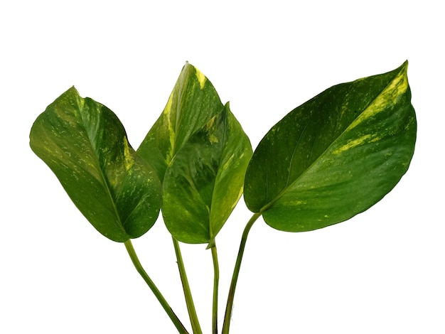 Golden pothos o Epipremnum aureum foglie su sfondo bianco