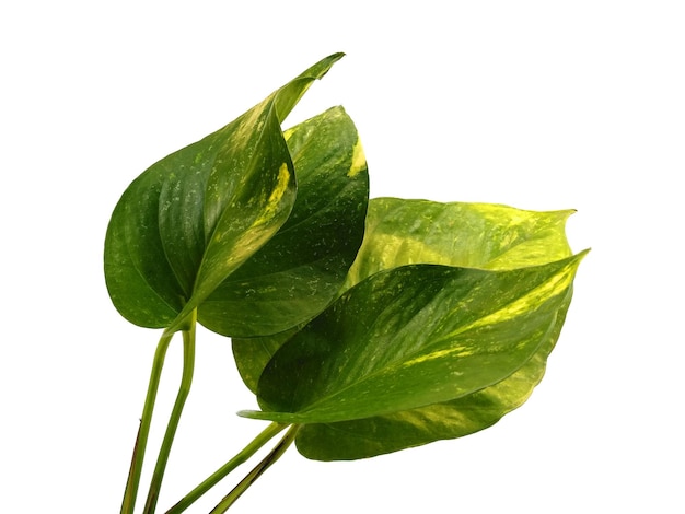 Golden pothos o Epipremnum aureum foglie su sfondo bianco