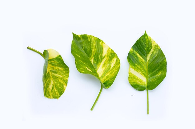 Golden pothos o foglie di edera del diavolo su sfondo bianco