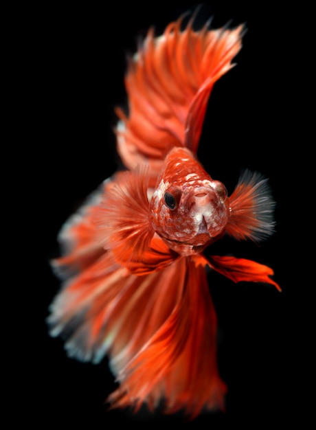 Golden red Colorful waver of Betta