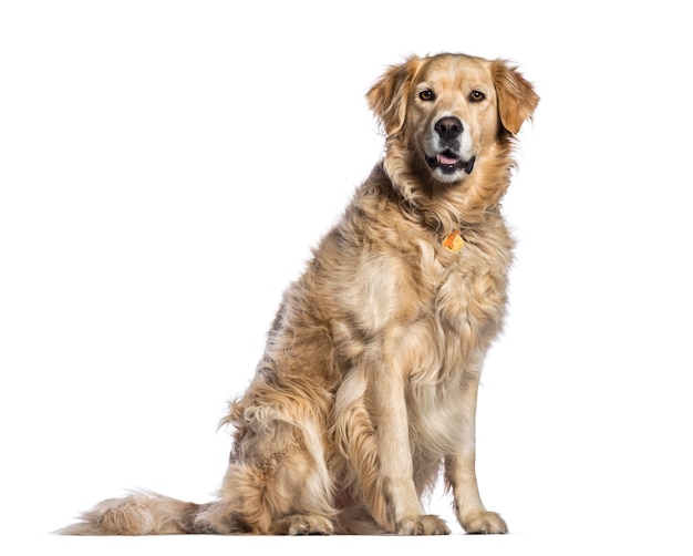 Golden Retriever, 5 anni, seduto di fronte a uno sfondo bianco