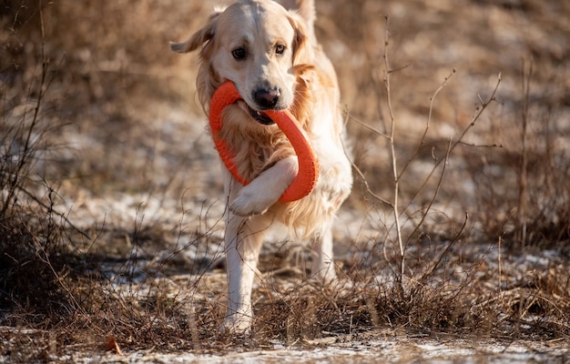 Golden retriever cane che corre con cerchio giocattolo arancione tenendolo in bocca nel campo con gr...