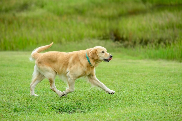 Golden Retriever cane che corre nell'erba verde