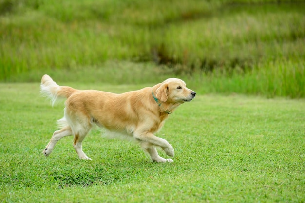 Golden Retriever cane che corre nell'erba verde