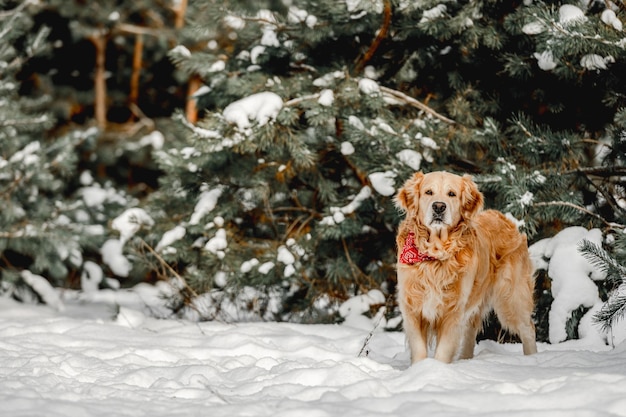 Golden retriever cane in inverno in piedi nella neve e guardando la fotocamera. Simpatico animale domestico cagnolino di razza quando fa freddo all'esterno