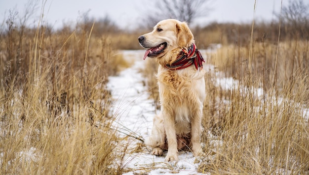 Golden retriever cane in sciarpa rossa colorata che guarda lontano nel campo invernale simpatico cane seduto sul ...