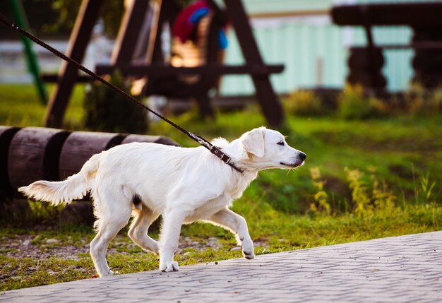 Golden Retriever cane nel parco Il migliore amico Ora legale