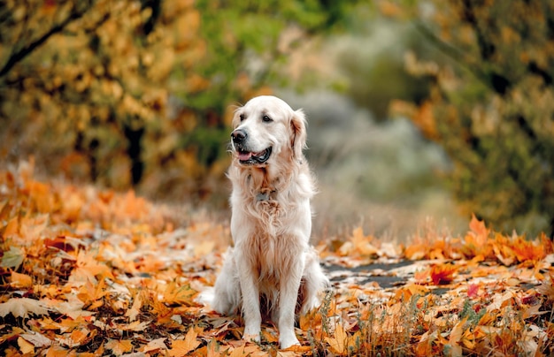 Golden retriever cane nel parco