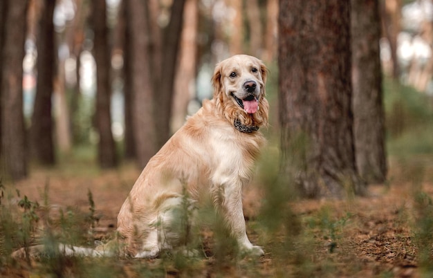 Golden retriever cane nella foresta