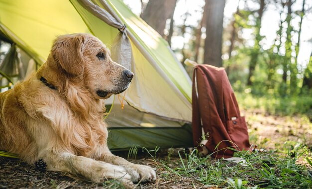 Golden retriever cane sdraiato vicino alla tenda nel bosco e guardando indietro adorabile cagnolino di razza pura...