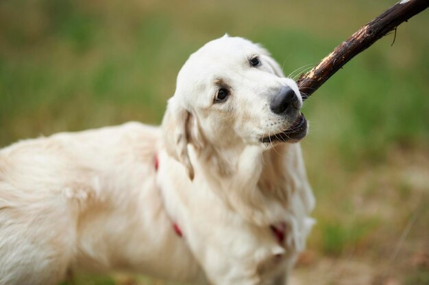 Golden Retriever che gioca con un bastone nel parco. Il cane gioca con un bastone per strada.