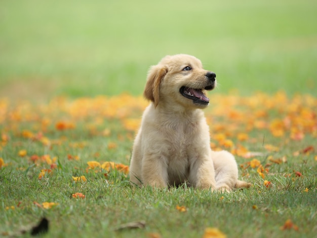 golden retriever del cucciolo di cane sul parco