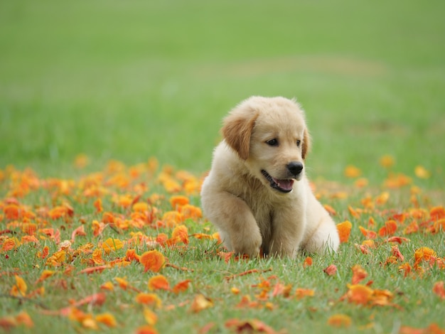 golden retriever del cucciolo di cane sul parco