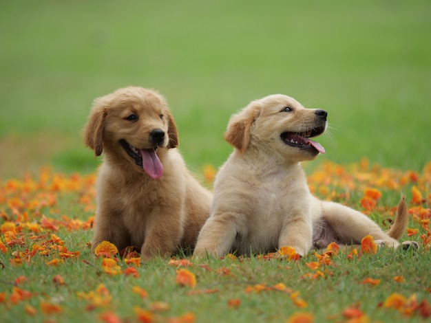 golden retriever del cucciolo di cane sul parco