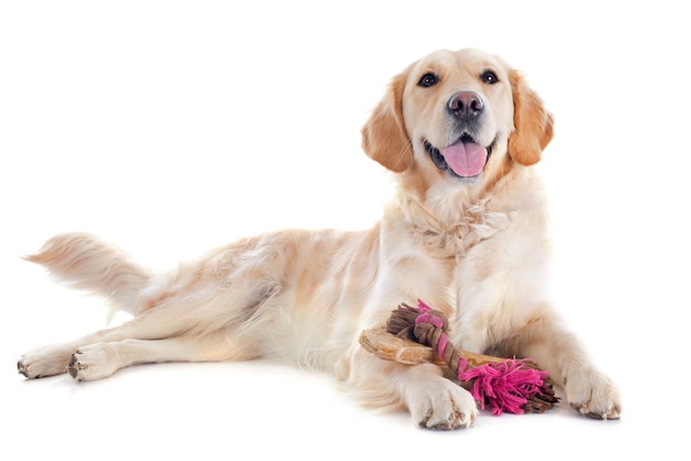 golden retriever e giocattoli