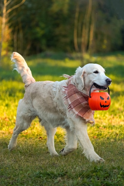 Golden retriever felice e sorridente in una sciarpa a scacchi con jack o lantern