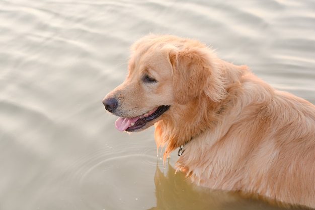 Golden Retriever in gioco al lago