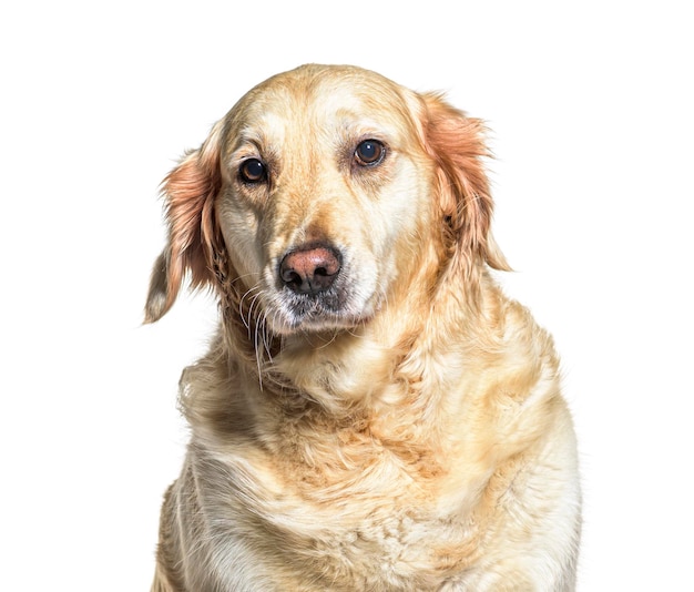 Golden Retriever, isolato su sfondo bianco