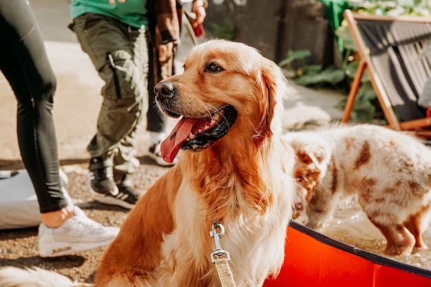 Golden retriever. Ritratto di un animale domestico felice al festival dell'animale domestico della città. Giornata di sole estivo